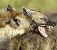 Hyena